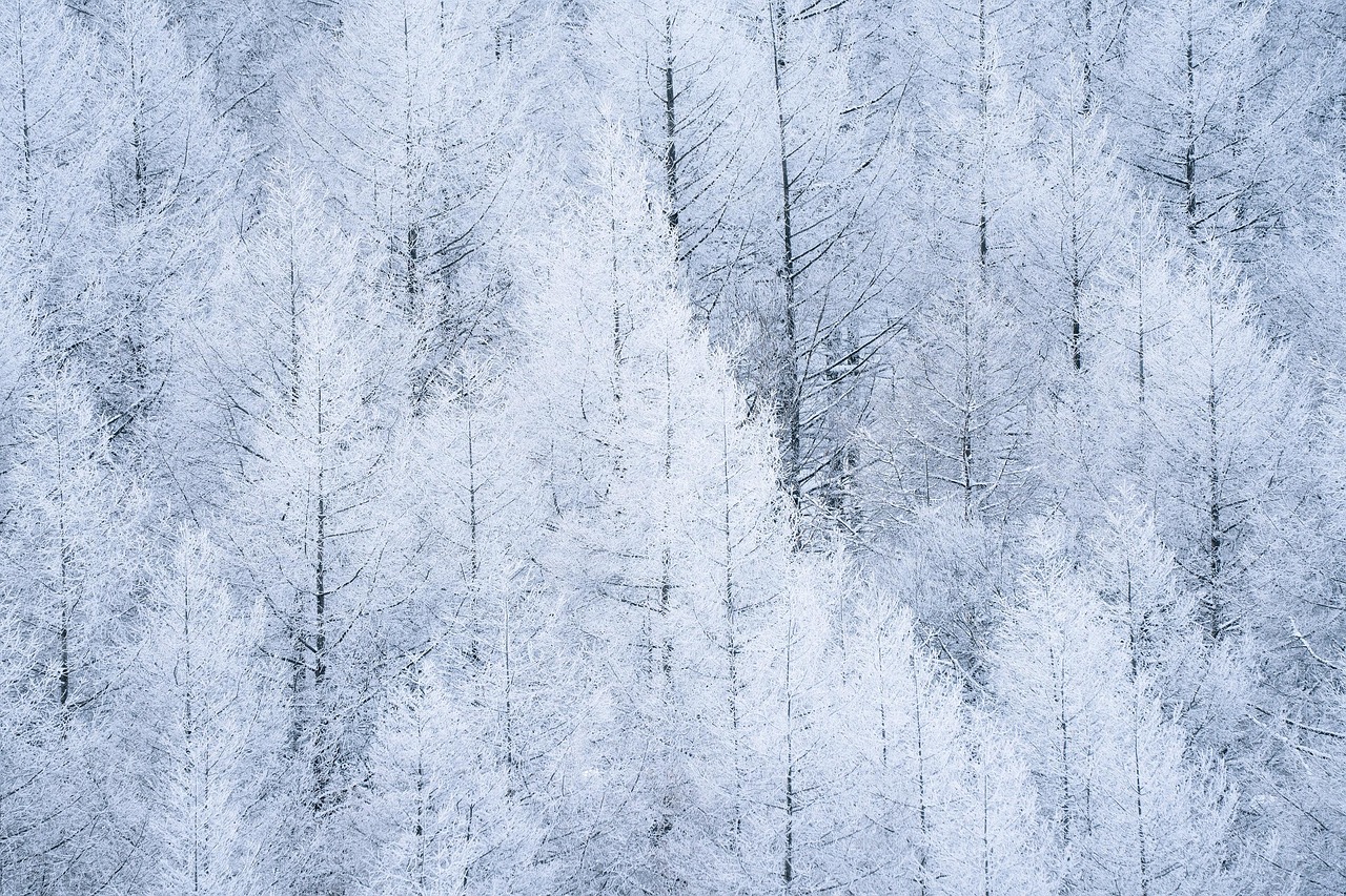 설경사진