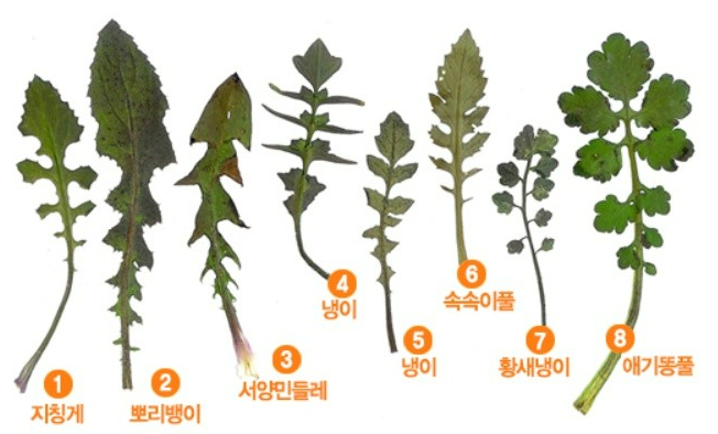3월에 먹으면 좋은 제철 음식(봄철 음식) - 냉이편 (효능&amp;#44; 냉이가 들어가는 음식)