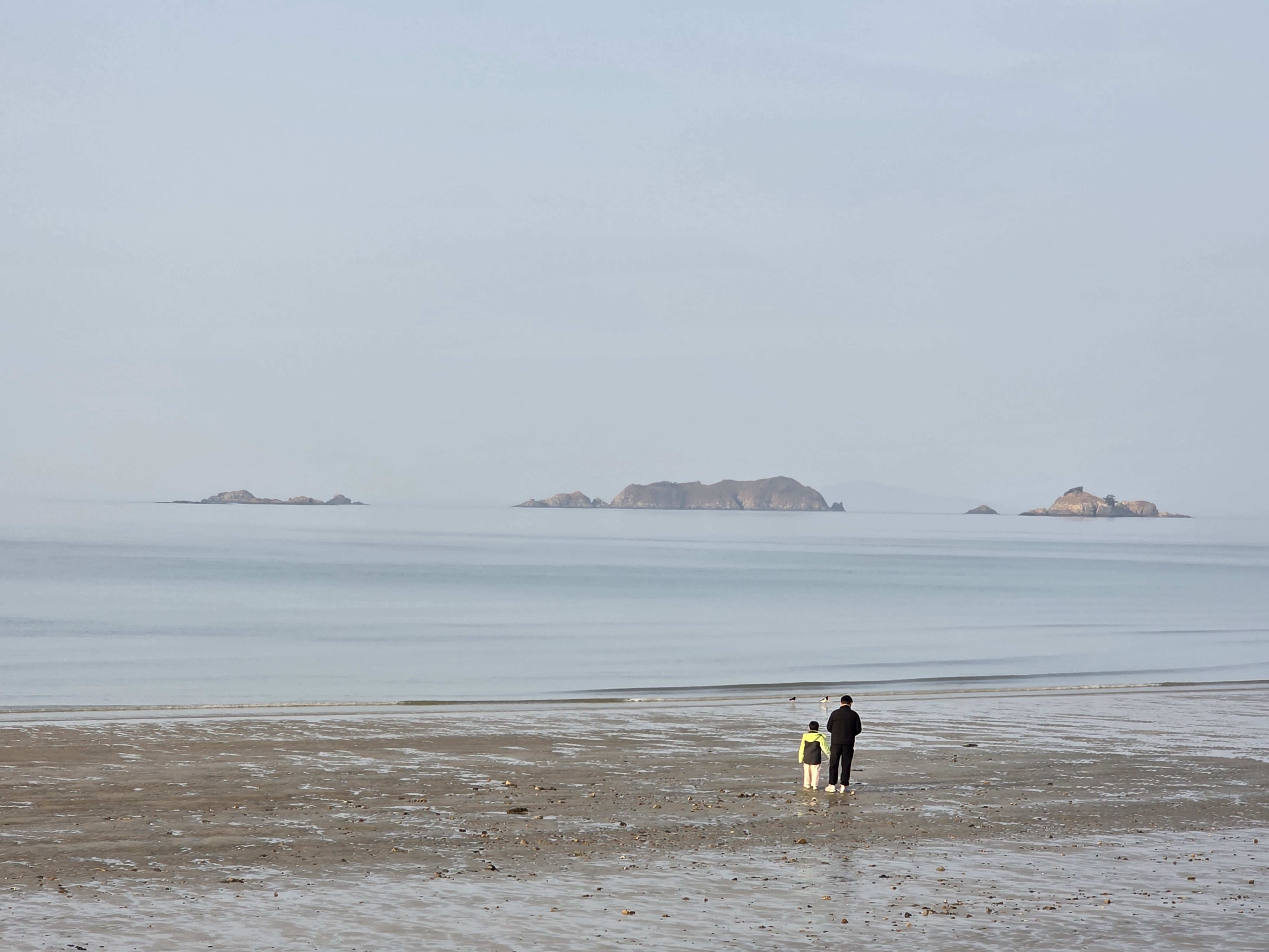 전남 신안 갯벌에서 자연산 세발나물 캐기 체험
