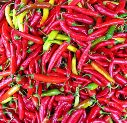 5월에 심는 밭작물