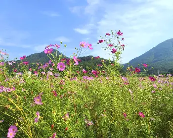 하동 북천 코스모스 메밀꽃 축제_5