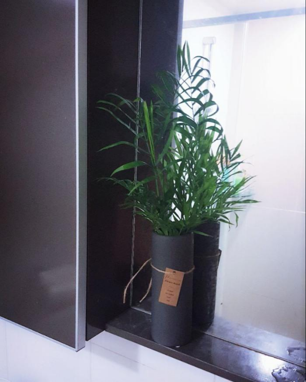 욕실인테리어 공기정화식물 테이블야자