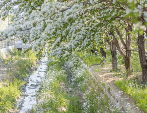 전주 이팝나무 철길 강
