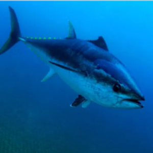 6월-제철-해산물-참다랑어