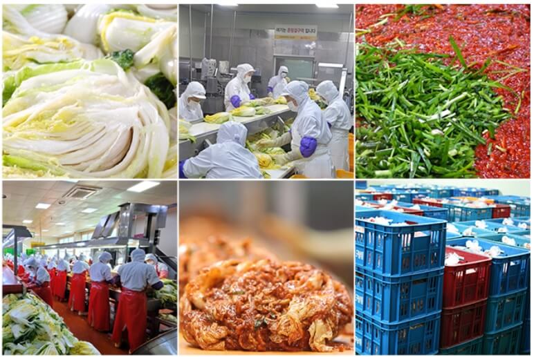 오늘N 2508회 경기도 파주 김치 맛집 도미솔김치 (김치&#44; 해남절임배추&#44; 김장김치 양념 주문방법)