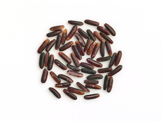 미리 불려 둔 상황버섯 쌀