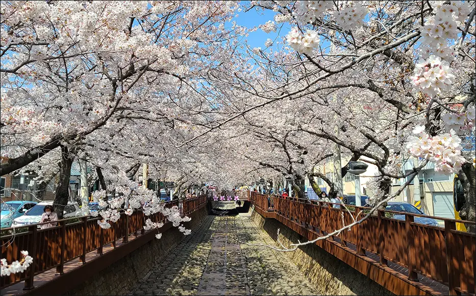 진해 여좌천 &amp; 경화역