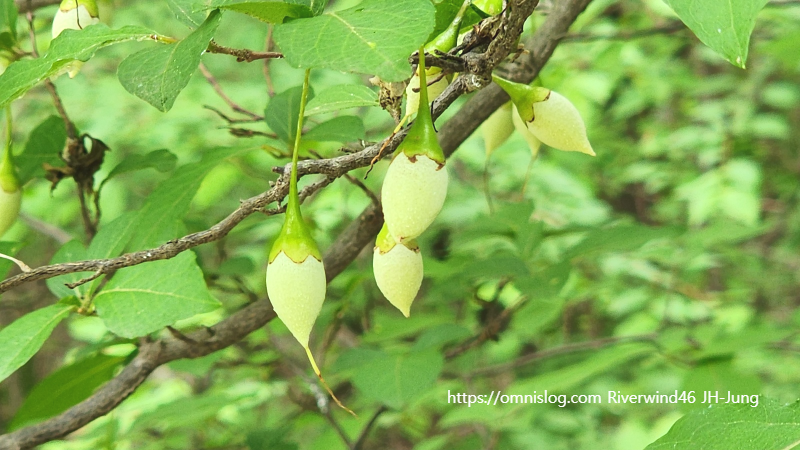 때죽나무,매마등 ,買麻藤),스노벨 트리 ,Snowbell tree. 열매
