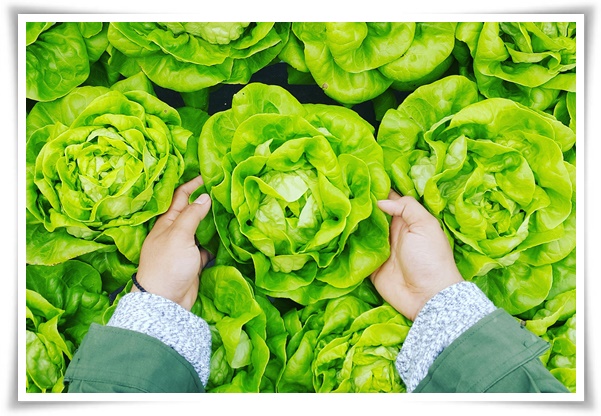 &quot;김장 배추, 직접 길러보세요!&quot; 초보자도 성공할 수 있는 쉬운 재배 가이드