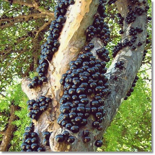 잘익은 자보티카바 열매