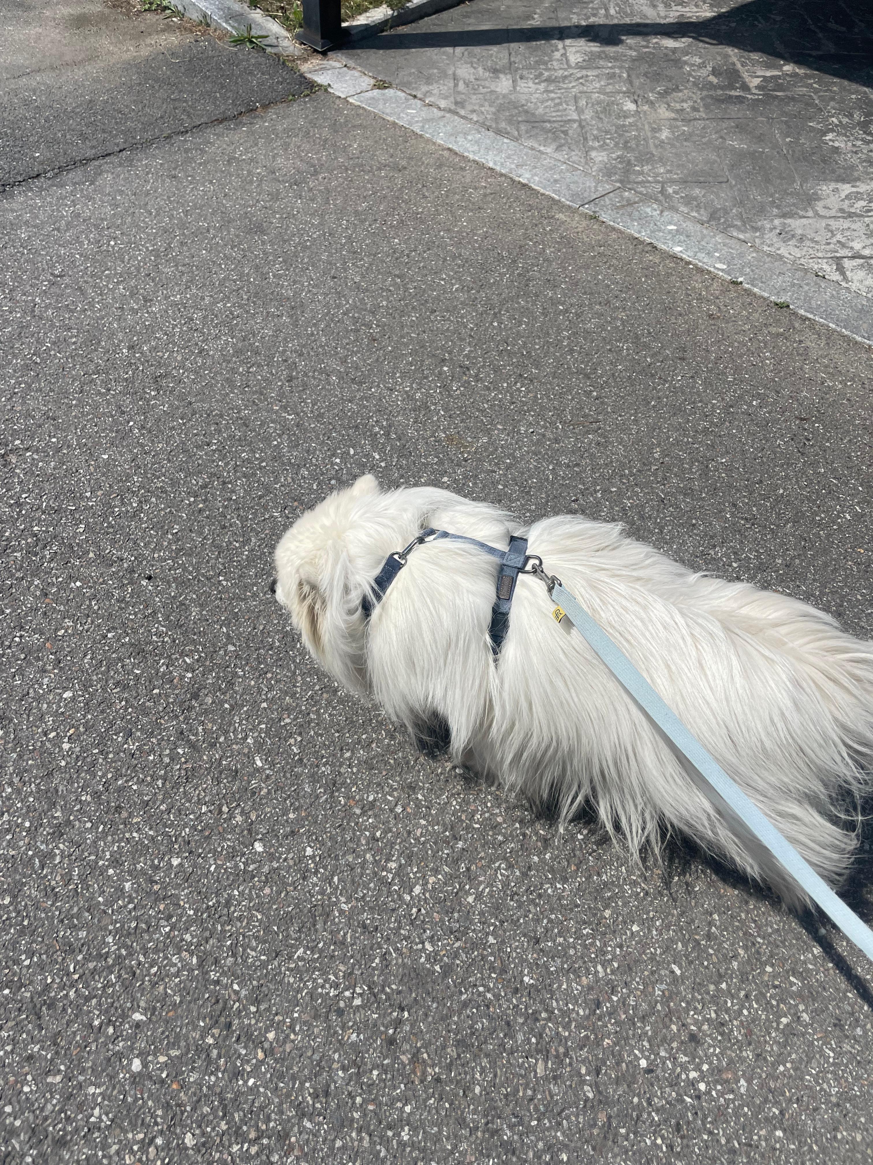 여름철 뜨거운 아스팔트, 강아지 발바닥 화상에 주의 하세요