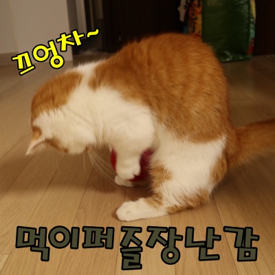 고양이먹이퍼즐