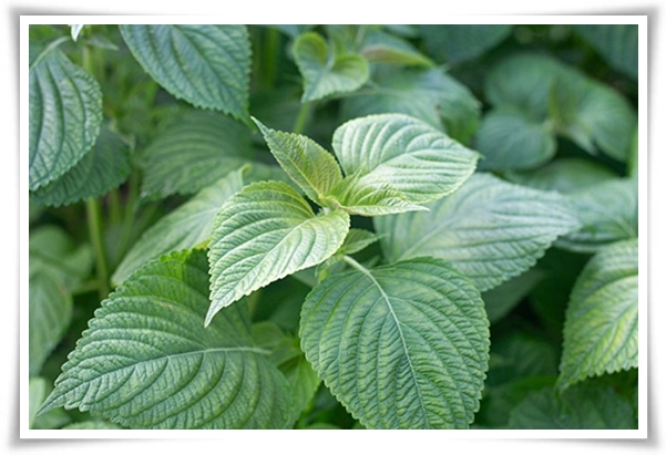 텃밭 &quot;6월, 들깨 심으세요!&quot; 고소함 가득 씨앗부터 수확까지 완벽 가이드!