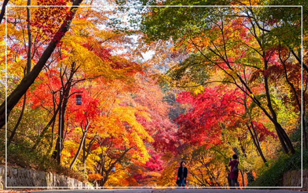 2023년 단풍절정시기 및 서울남산둘레길안내 및 단풍산안내