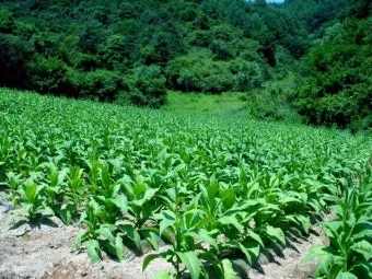 6월에 심는 밭작물 채소_13