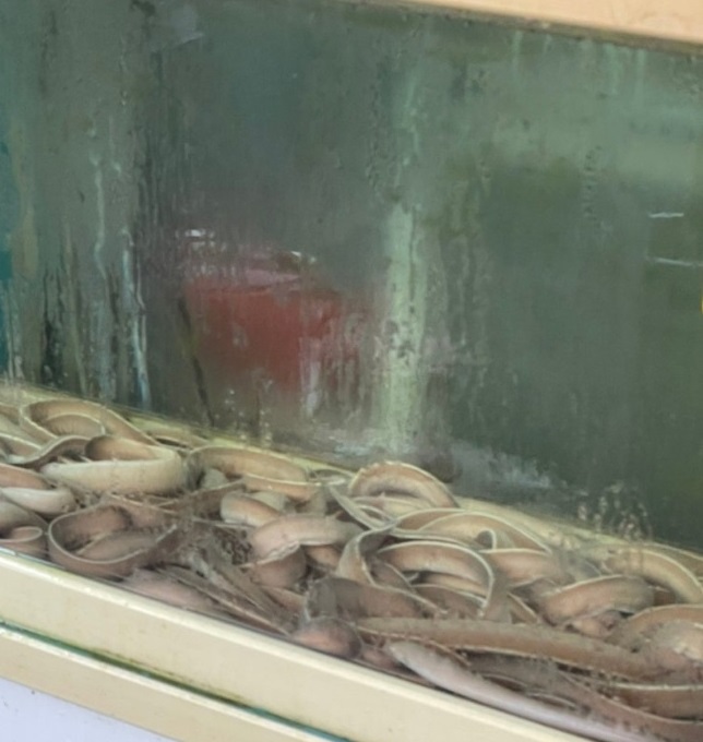 서창-양산-백반기행-서창5일장-산꼼장어-자갈치산꼼장어