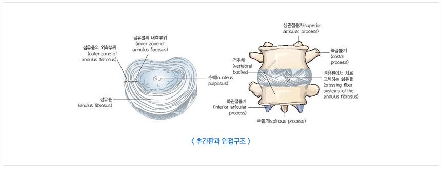 추간판과-인접구조