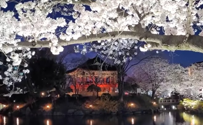 봄꽃 여행지 15곳 개화시기, 주차, 실전 팁