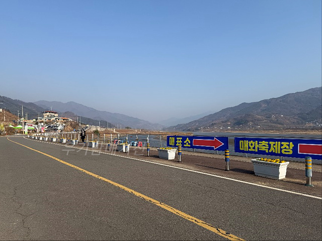 광양매화축제 기간 입장료 개화상황 프로그램 주차장 셔틀버스 25년3월8일실시간사진