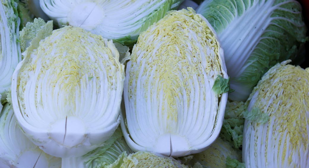 배추 관련 사진