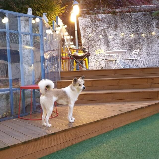 하남 &amp; 경기 광주 반려견 동반 공간 Best 6 : 입장료, 위치, 시간까지 한눈에!