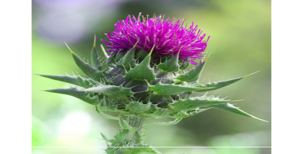 12342밀크시슬 간 건강 개선 효과