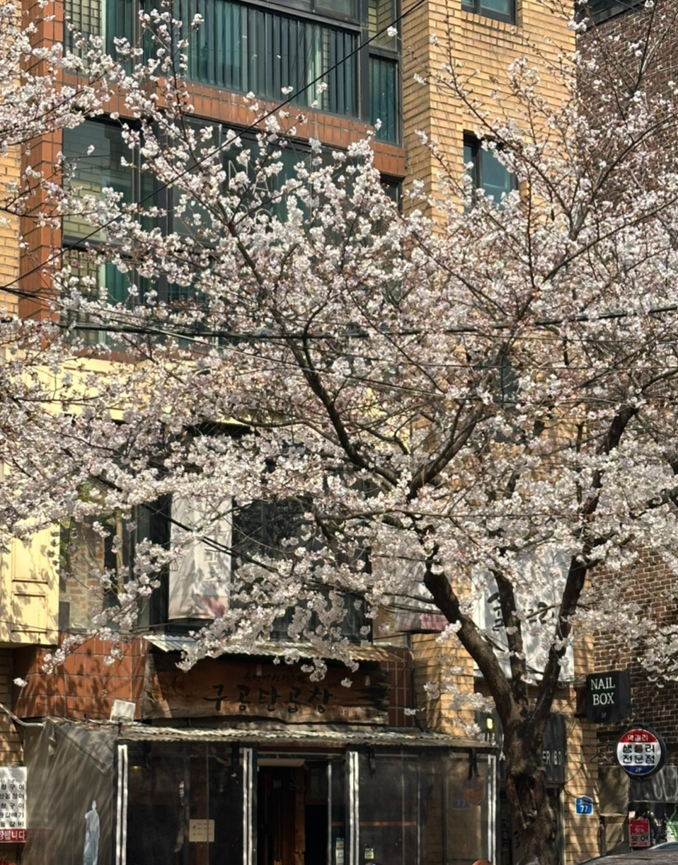 합정역 벚꽃카페 추천 – 오디티