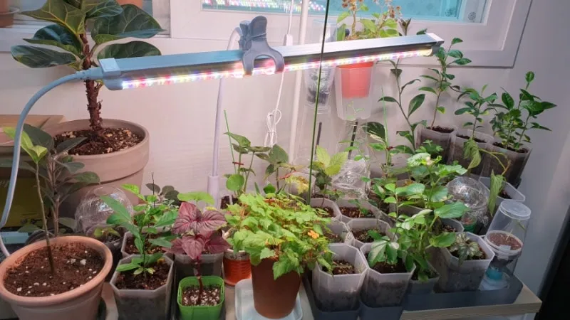 식물등 설치 위치높이 시간대설정 광량부족 해결 겨울철 성장 돕기_1