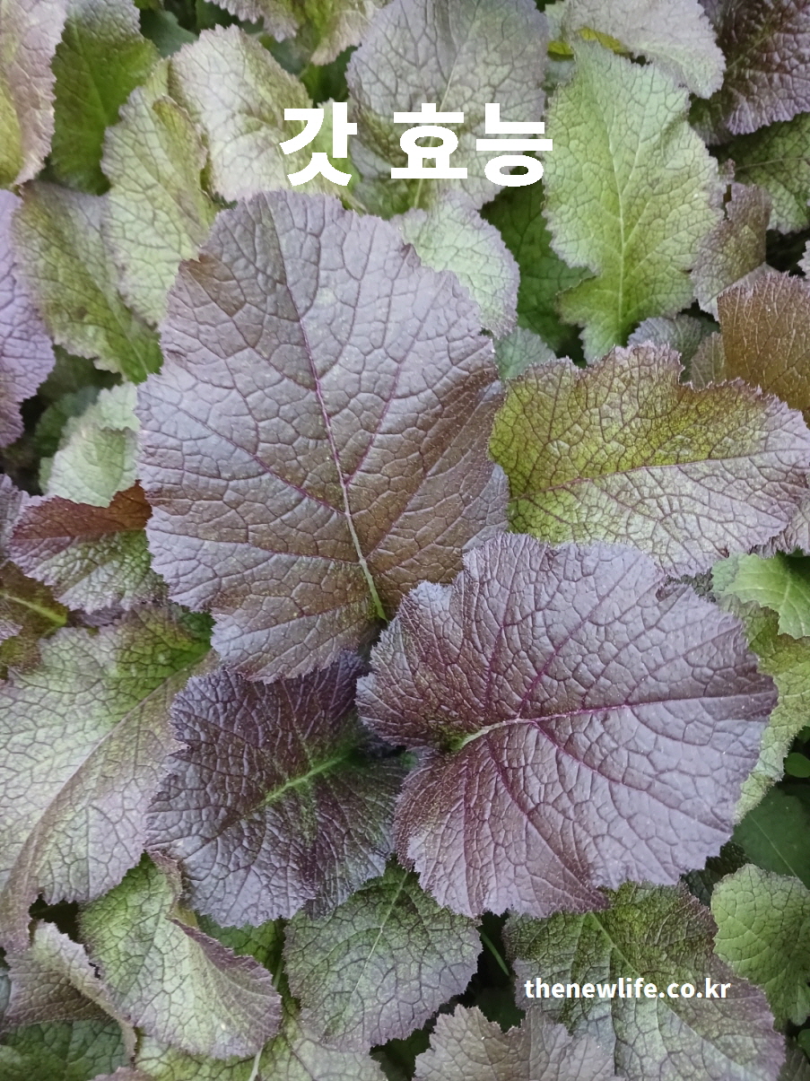 갓 효능을 대표하는 잎의 실제 모습으로 항산화 성분이 풍부한 갓 사진