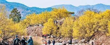 2023 전국 3월 축제 가볼만한 곳