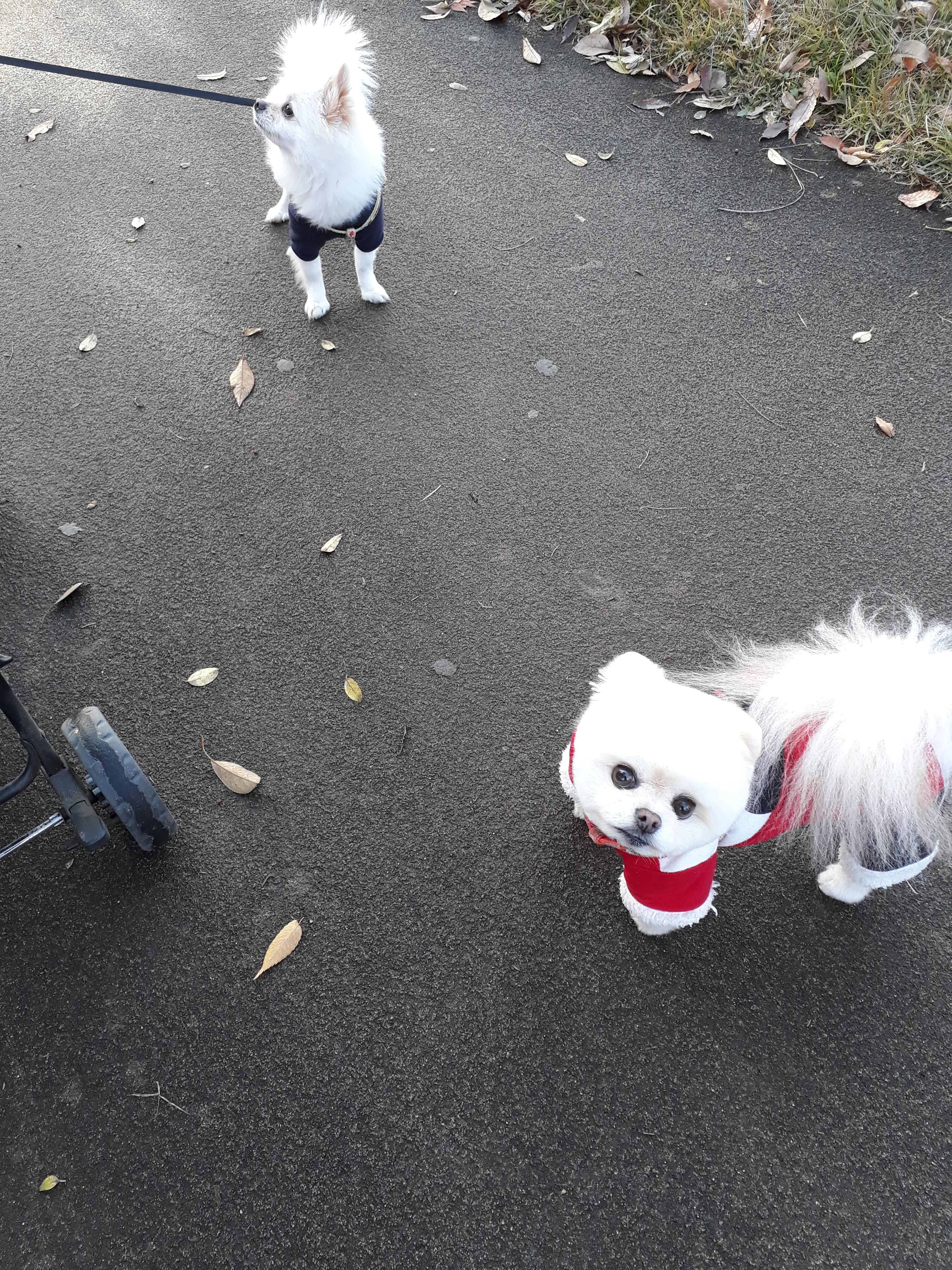 강아지 훈련 시키는 방법 : 사회성 훈련방법, 간식