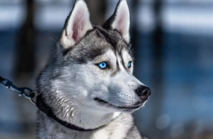 시베리안 허스키