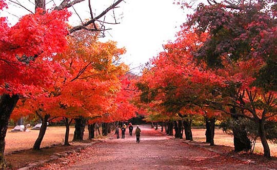 부안 변산반도 단풍 탐방로