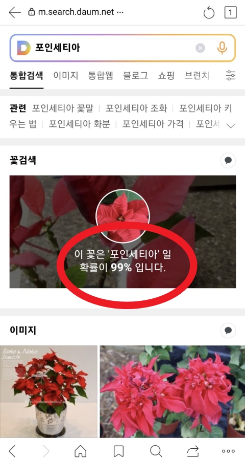 포인세티아-꽃검색-결과