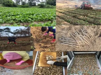 우엉 재배 깊이 갈기 직파 요령 곧게 키우기_11