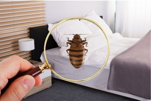 해외여행시 빈대 주의 특징 대처 방법 예방하기