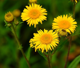 가을에 피는 꽃 토끼풀-금불초
