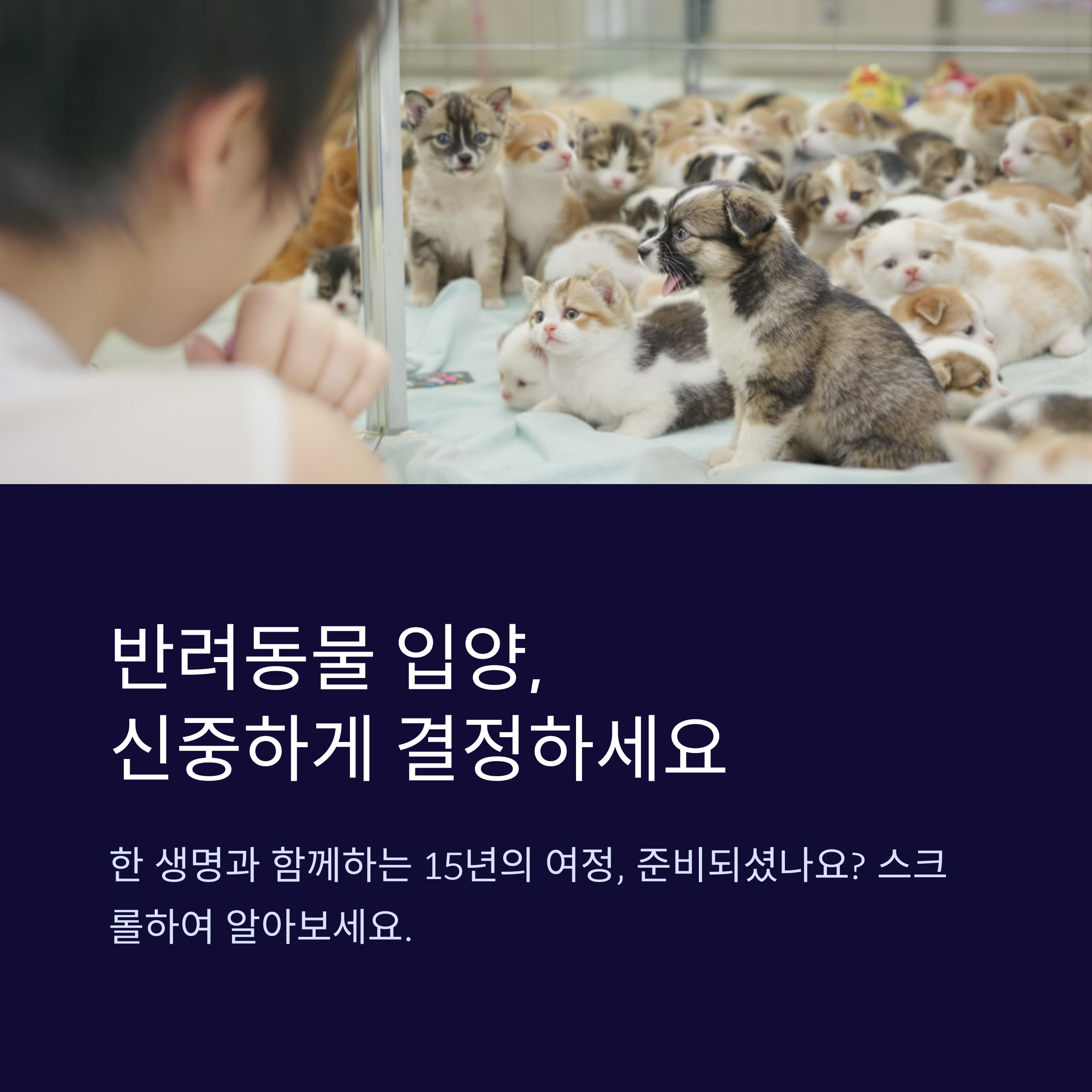 반려동물과 함께하기 전 알아야 할 필수 주의사항 총정리