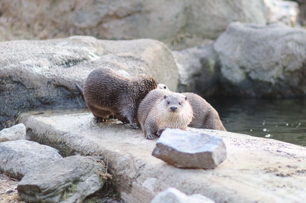 청주랜드동물원