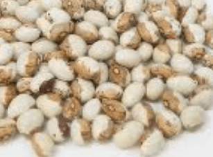 호랑이콩 순지르기