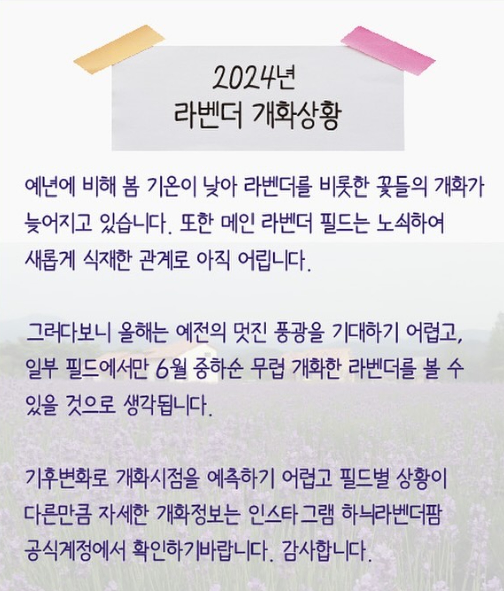 하늬팜 라벤더축제 개화상황