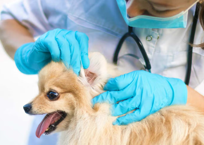 병원에서 진찰받는 개.