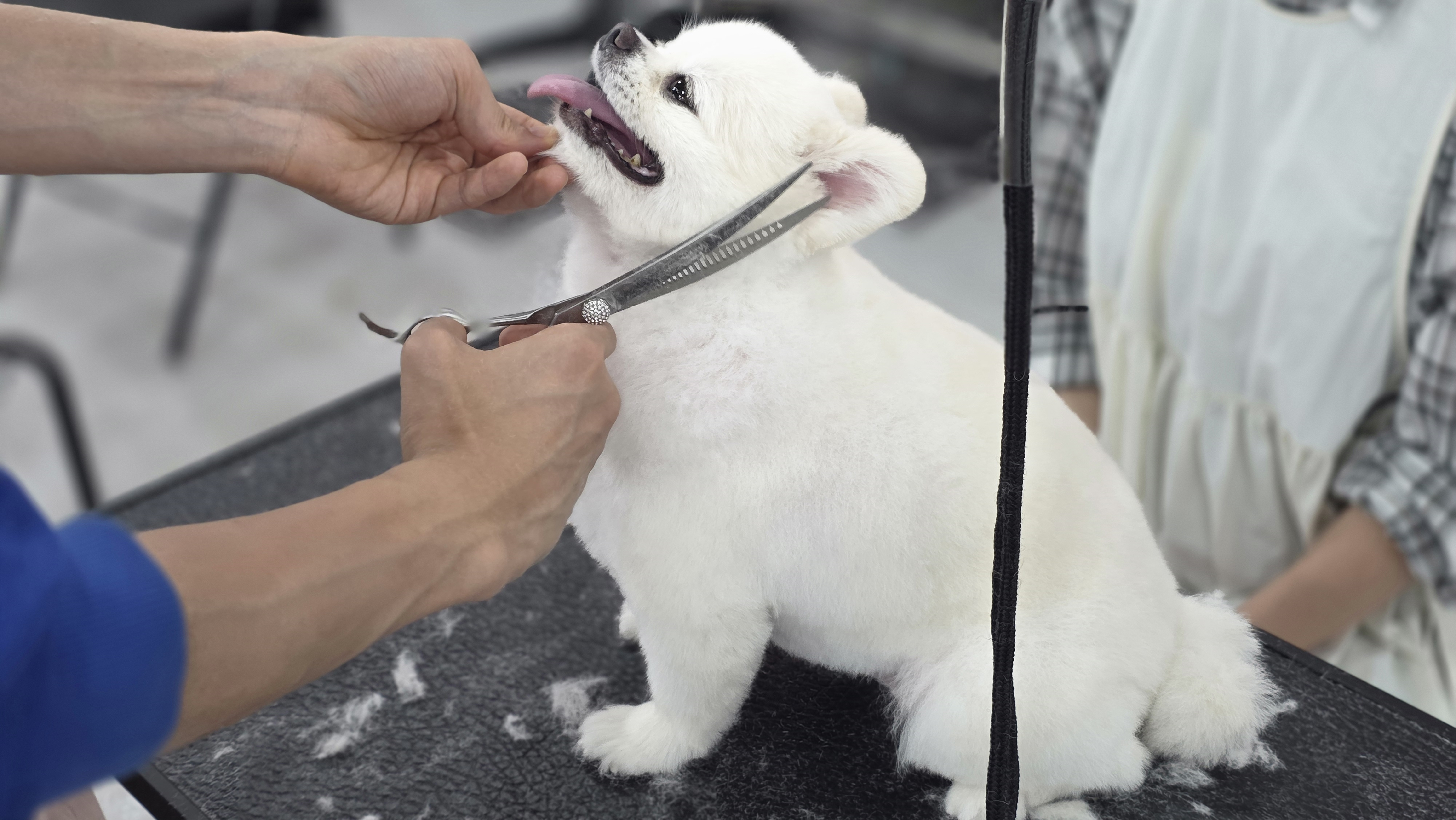 거제애견미용학원