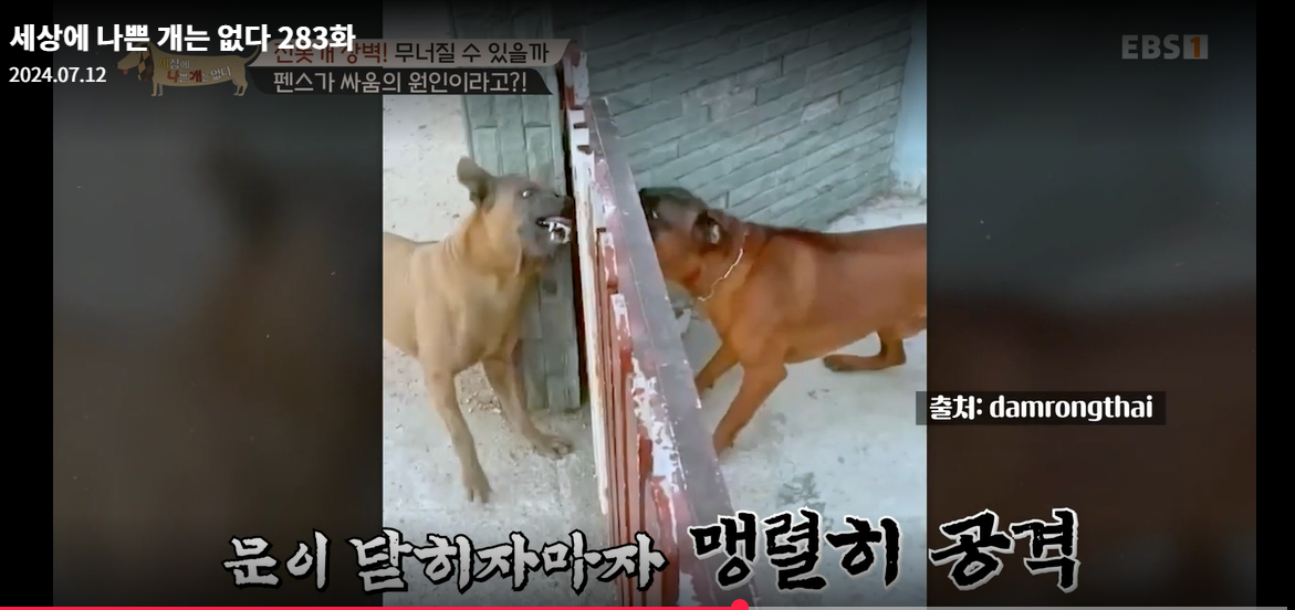 설채현-세상에나쁜개는없다-세나개-283화-진돗개장벽-재방송