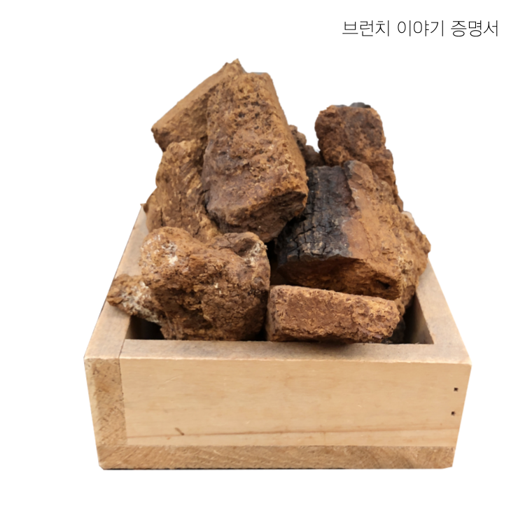 차가버섯