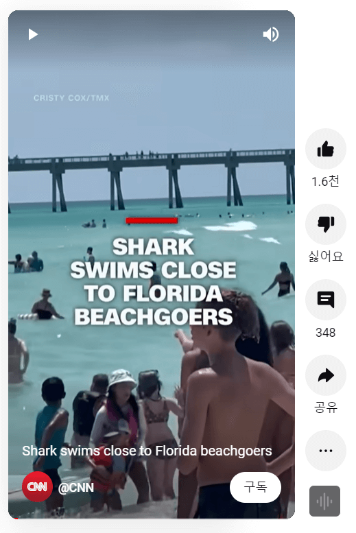 미국 해수욕장 상어 출몰