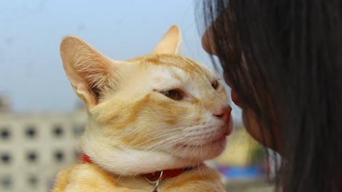반려동물이 보호자의 목소리에 반응하는 방식과 애착 심리