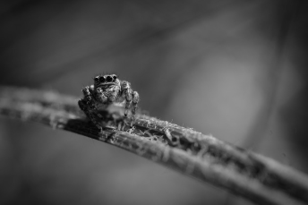 자연의 숨겨진 질서를 탐구한 여성 마리아 시빌라 메리안(Maria Sibylla Merian)