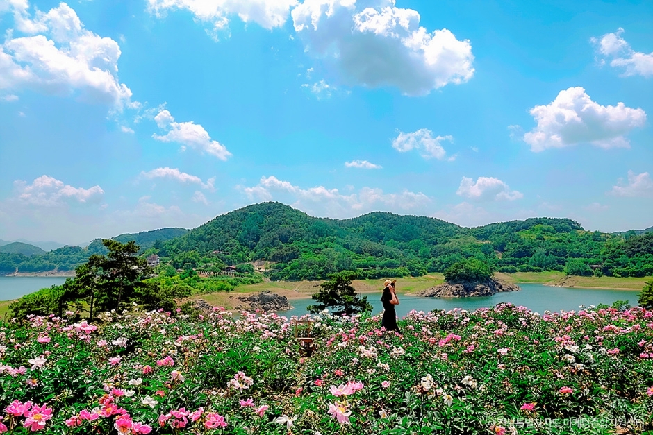 옥정호 작약 꽃밭