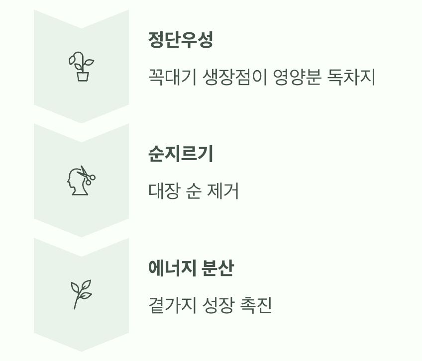 왜 잘라줘야 할까요? 맨드라미의 성장 비밀